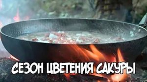 Записки Сибирского Натуралиста 4 сезон, 13 серия. Сезон цветения сакуры.
