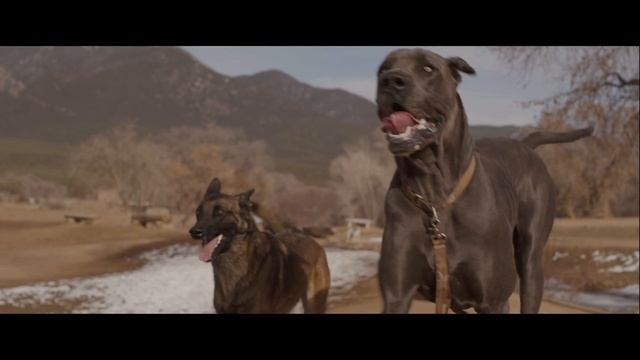 Ph8 with the Bees & Locusts - 2nd Chances (Acoustic Version) смотреть онлайн