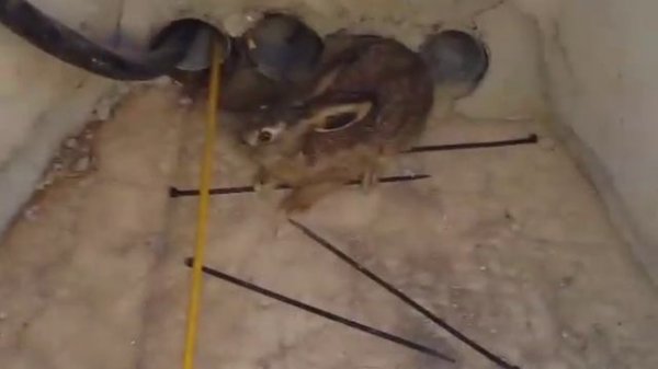 Заяц застрял в кабельном колодце
