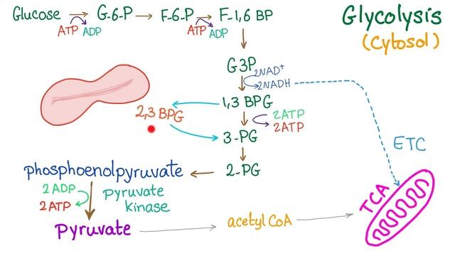 Pyruvate Kinase | The Beloved Enzyme of the Red Blood Cell (RBC) смотреть онлайн