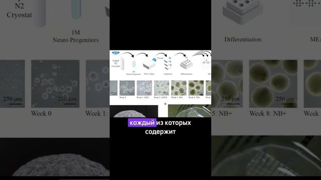 🦾 биопроцессор на клетках мозга #новостинауки #наука смотреть онлайн