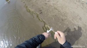 Бешеный клев кунджи. Открытие сезона на Сахалине #рыбалка #сахалин #туризм #спиннинг #кунджа