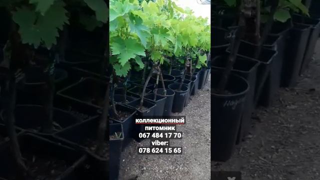 Лучшие саженцы винограда с закрытой корневой системой в Украине!!! смотреть онлайн