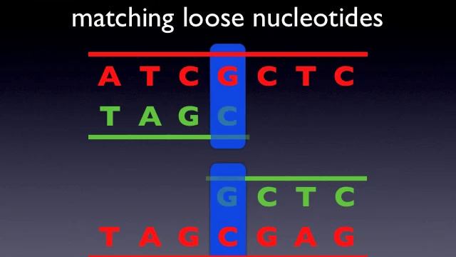 DNA Replication Animation смотреть онлайн