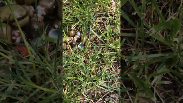 Snail shells смотреть онлайн