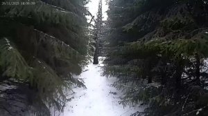 Лесные врата.