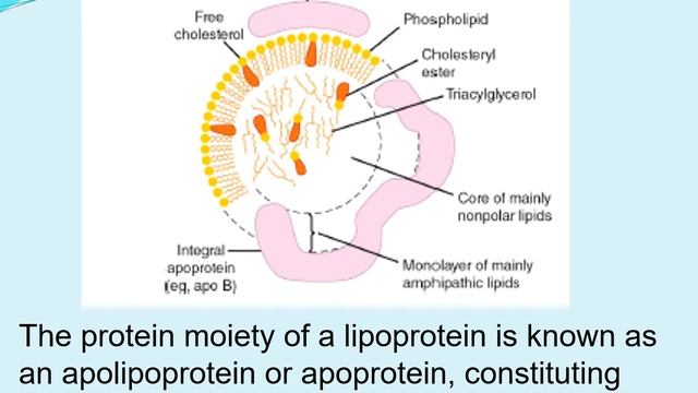 Dept Of Biochemistry - Lipid Transport & Storage PART 1 DR RAJIV R SINHA