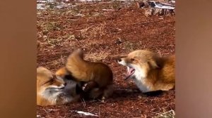 #65 Самые смешные животные. Приколы с котами и собаками