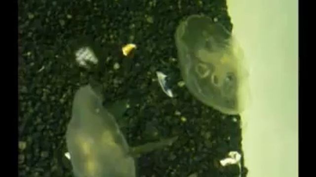 coelenterataa.mpg смотреть онлайн