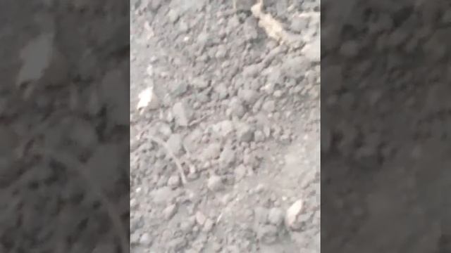 Заливают воду в дырку к пауками (часть2) смотреть онлайн