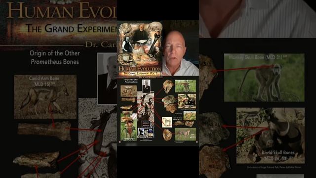Widespread Ape-Man Fraud in Museums #ape-men #evolution #science смотреть онлайн