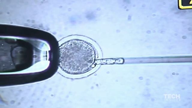 How to make a clone with eggs смотреть онлайн