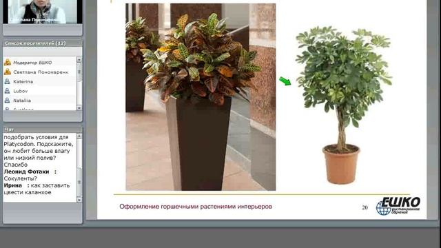 Оформление интерьеров горшечными растениями смотреть онлайн
