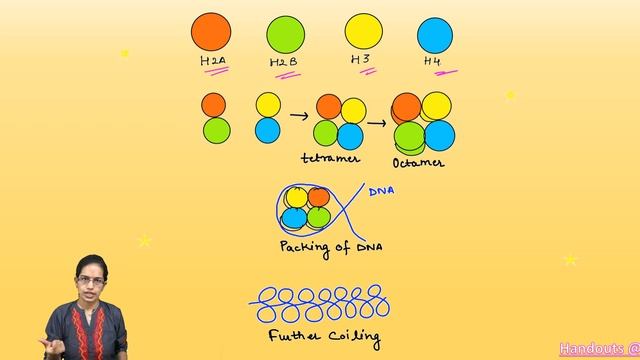 Nucleosome Model: Histones (H2A, H2B, H3 and H4 - Core Histones) & DNA Packing смотреть онлайн