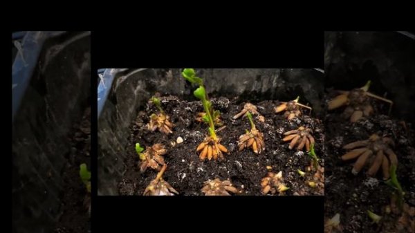 Проращивание клубний ранункулюса. Как правильно вырастить ранункулюс.