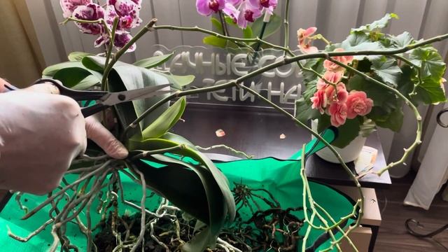 Почему и как я пересаживаю летом орхидею Софт Клауд смотреть онлайн