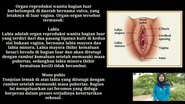 PRESENTASI ALAT REPRODUKSI