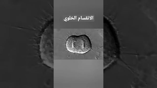 الانقسام الخلوي смотреть онлайн