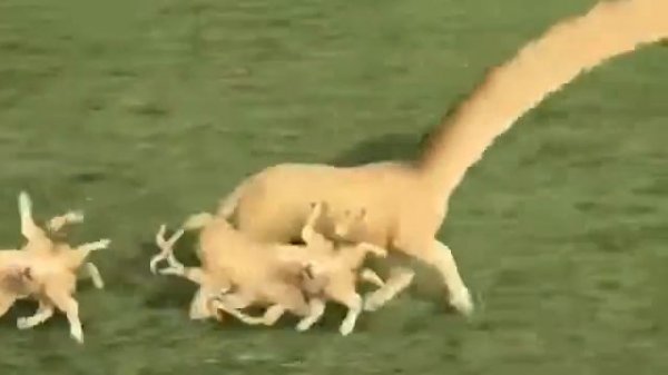 Самое смешное видео