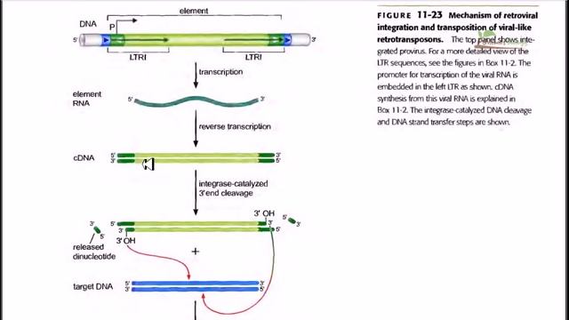 Mechanism of transposition of retroviral transposons смотреть онлайн