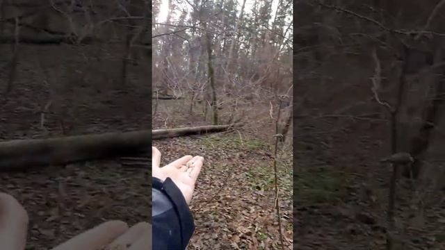 Кормим с рук в дикой природе Птичек и Белочек!!! самое интересное в конце (храбрая птичка) 10.12.21