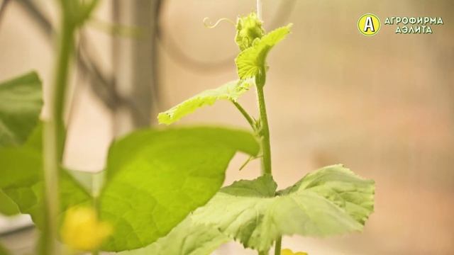 КАК ФОРМИРОВАТЬ ДЫНЮ? Выращивание дыни в теплице. смотреть онлайн