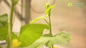 КАК ФОРМИРОВАТЬ ДЫНЮ? Выращивание дыни в теплице.