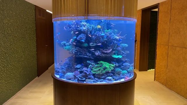 REEF TANK TOURS - Mixed Column Reef Tank (2000 Liter / 530 Gallon) Acrylic AQUARIUM #reeftank