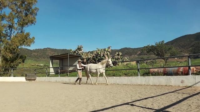 More advanced long reining - Galileo part 1 смотреть онлайн