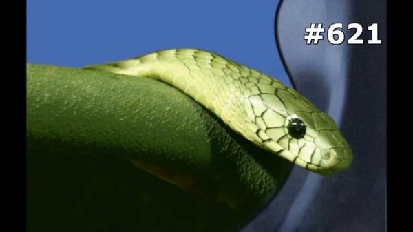 #621. Животные (В мире животных)