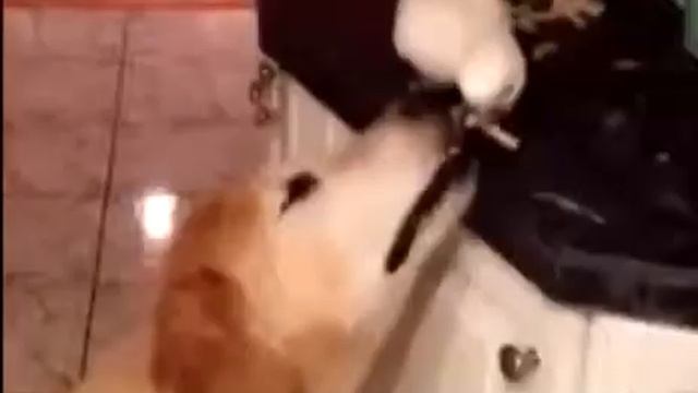 Прикол с животными. Есть друзья.