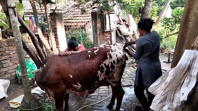 #How to do pregnancy diagnosis in cattle #cow pregnany diagonosis #cowvideos #cow #cows#cowlover смотреть онлайн