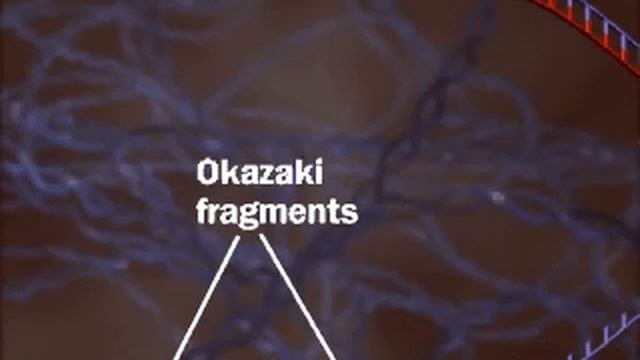 DNA Replication | Helicase | Okazaki Fragments Cheman Biology 12th Biology