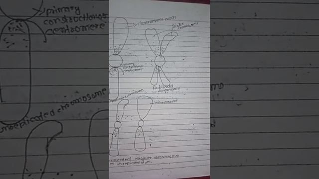 🧬🧬🧬🧬🧬 Duplication of chromosome смотреть онлайн