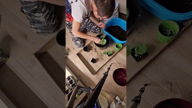 шикарная корневая система !