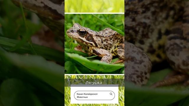 Могут же, когда "припечёт"! Любопытная история счастливой жизни тарантула и лягушки #животные смотреть онлайн