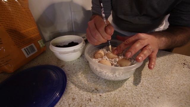 Setting up Tortoise Eggs using Hatchrite and a Zoo Med Reptibator! смотреть онлайн
