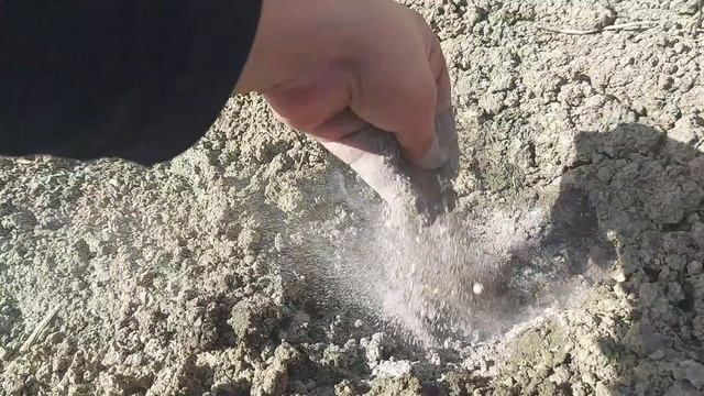 Adăugați Cenușa înainte De Plantare și Dublați Producția De Roșii