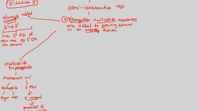 DNA - DNA Replication III (Part 1) | BIALIGY.com смотреть онлайн
