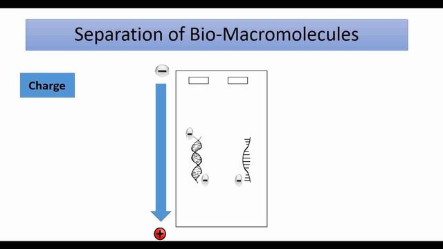 Principle of Gel Electrophoresis- (مترجم للعربية) | protein gel electrophoresis -1 смотреть онлайн