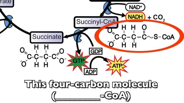 Krebs Cycle Musical Lecture, Karaoke Version смотреть онлайн