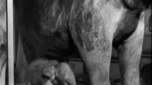 Семнадцать мгновений весны. Серия 5.