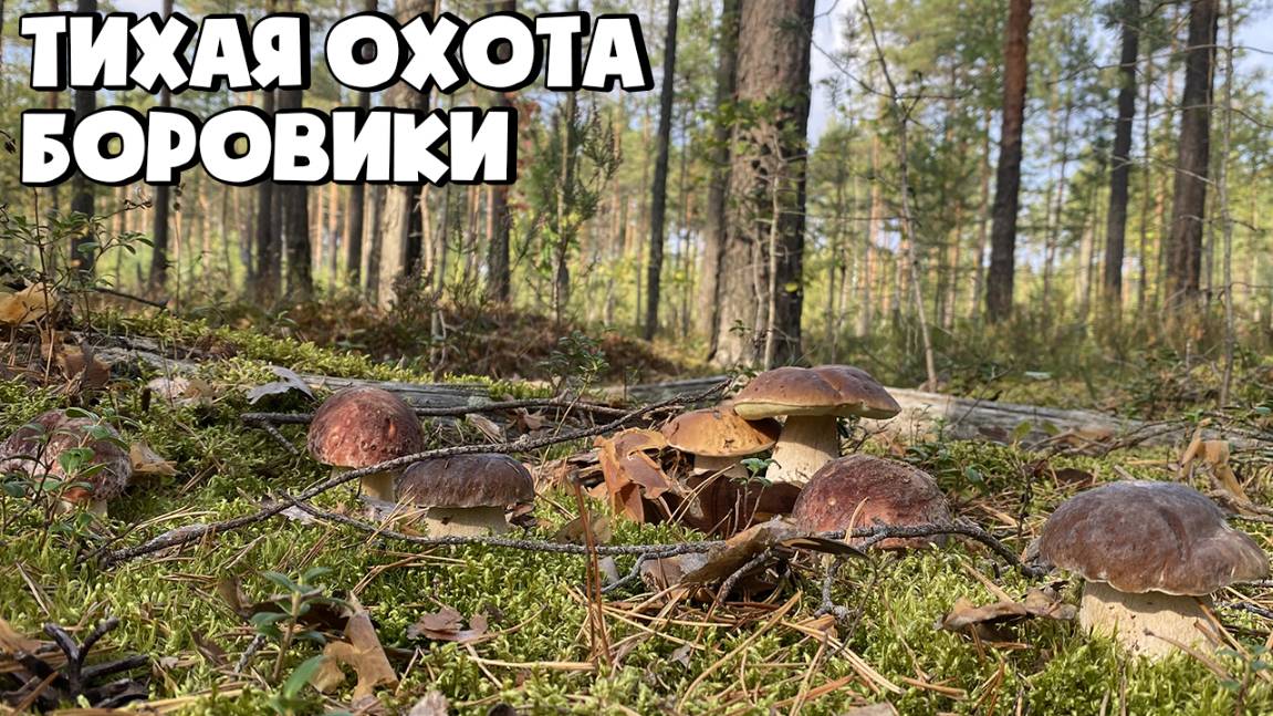 БЕЛЫЕ ГРИБЫ БОРОВИКИ СОСНОВОГО БОРА. БОРОВИКИ ЛЕНИНГРАДСКОЙ ОБЛАСТИ смотреть онлайн