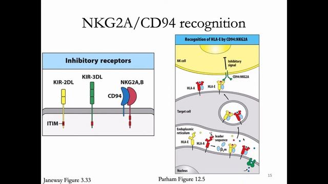 Immunology Fall 2019 Lecture 26: NK Cells