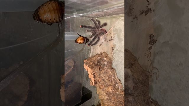 Паучок паучок, выходи! Avicularia Sp Peru Purple / Avicularia Juruensis