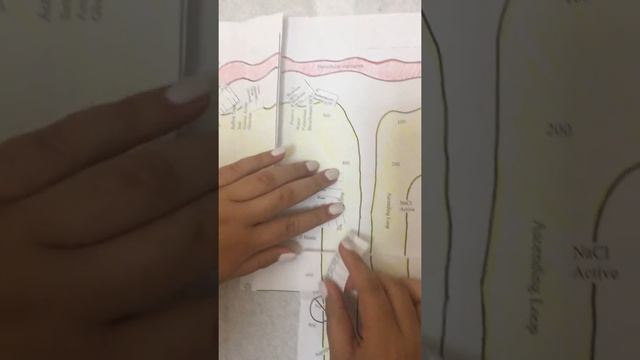 IB Biology Nephron Video by Bridget Zhang смотреть онлайн