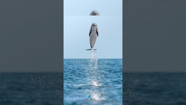 Dolphin Slide Show 💦🐬👀