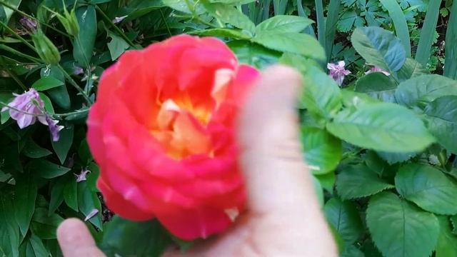 Виктор де ля Марне. смотреть онлайн