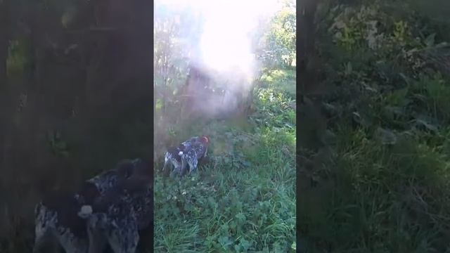 Обучение молодых собак, охоте на Фазана. смотреть онлайн