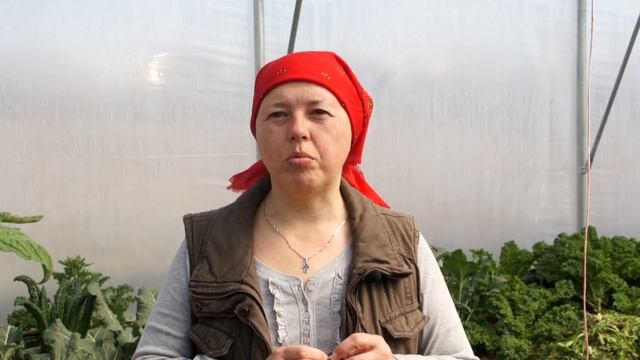 Як позбавитися попелиці в органічній теплиці? смотреть онлайн